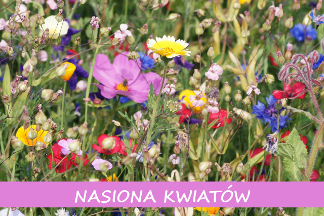 Nasiona kwiatów