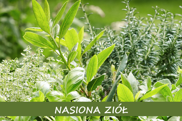 Nasiona ziół